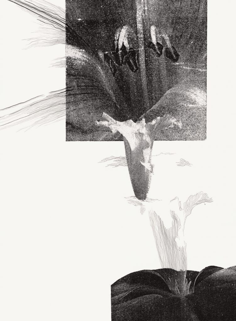 Nana Seeber, deformis flores, Papyrographie:Graphit auf Papier, 22 x 30 cm, 2022